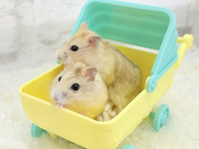 ドワーフハムスターの1種