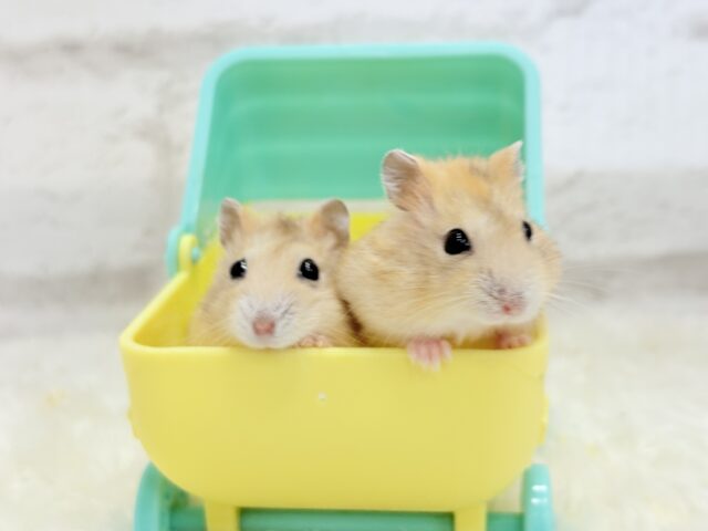 ドワーフハムスターの1種