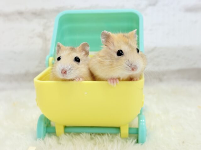 ドワーフハムスターの1種