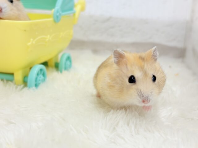 ドワーフハムスターの1種