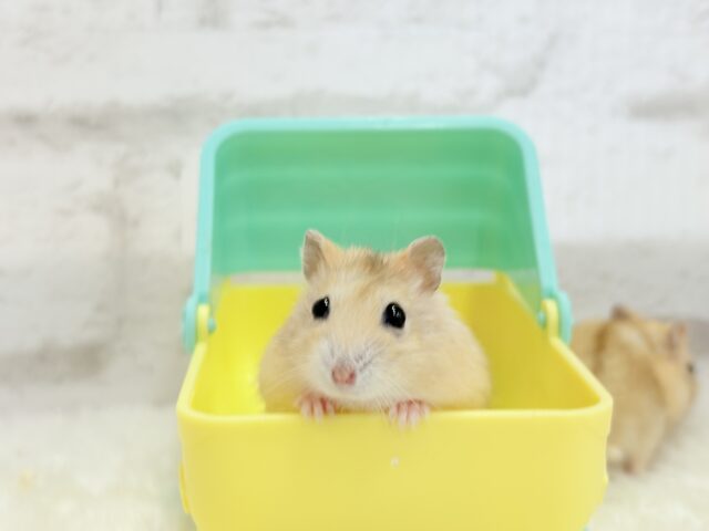 ドワーフハムスターの1種