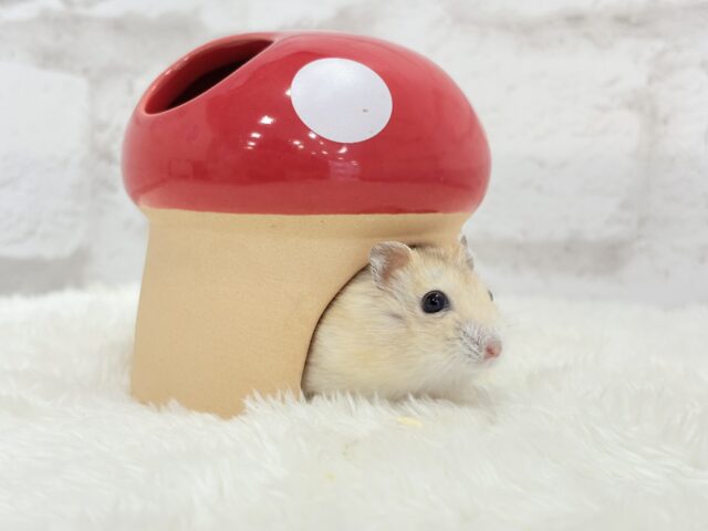 ドワーフハムスターの1種