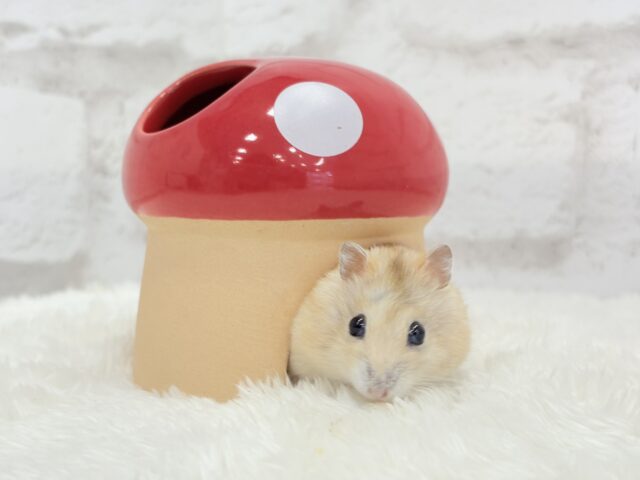 ドワーフハムスターの1種