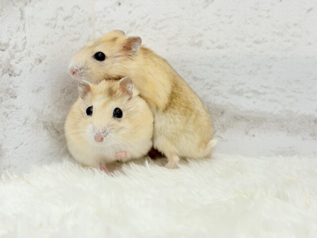 ドワーフハムスターの1種