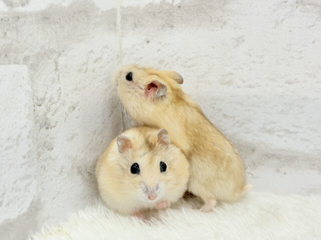 ドワーフハムスターの1種