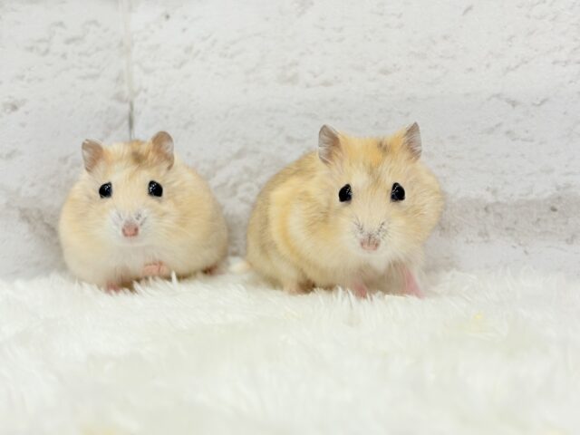 ドワーフハムスターの1種