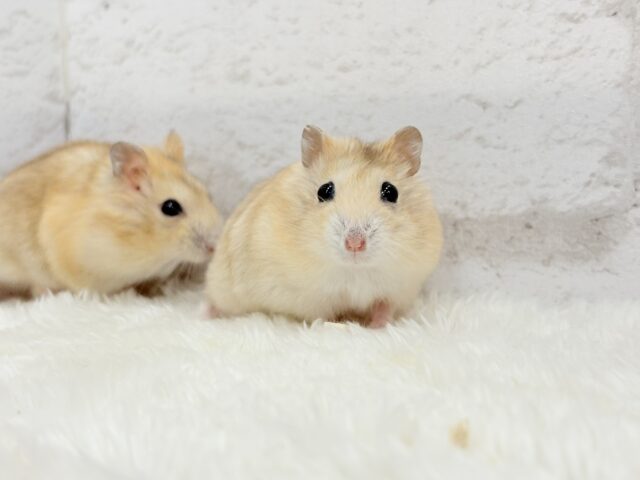 ドワーフハムスターの1種