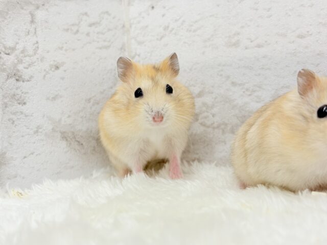 ドワーフハムスターの1種