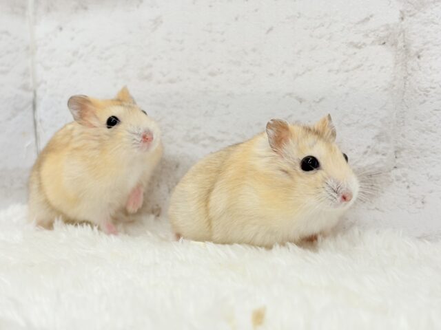 ドワーフハムスターの1種