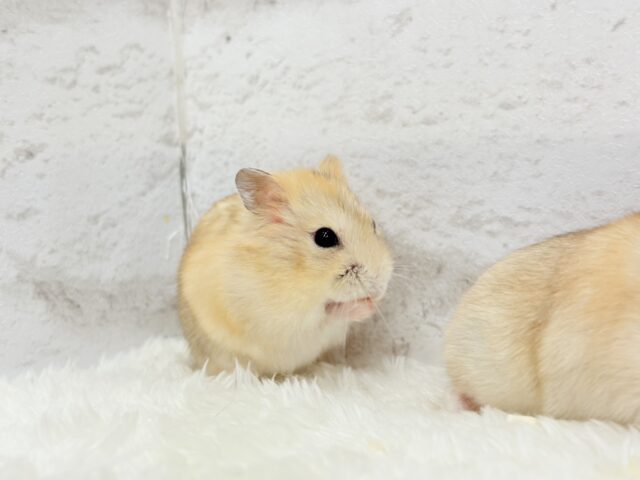 ドワーフハムスターの1種