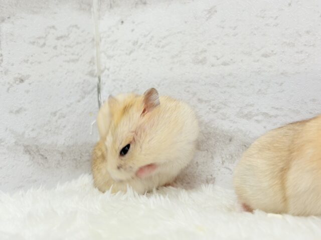 ドワーフハムスターの1種