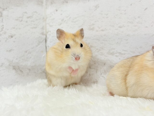 ドワーフハムスターの1種