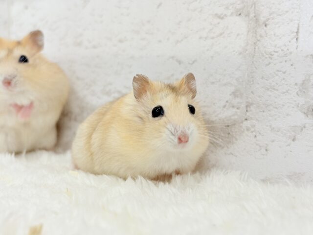 ドワーフハムスターの1種