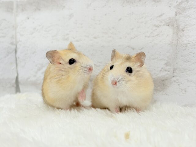 ドワーフハムスターの1種