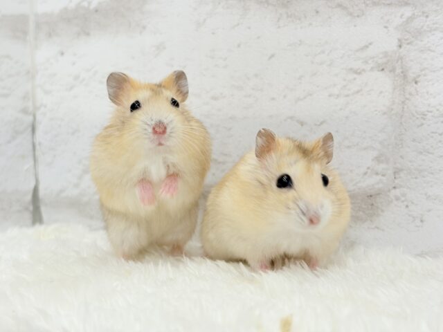 ドワーフハムスターの1種