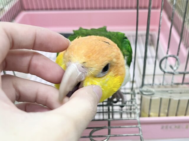 シロハラインコ