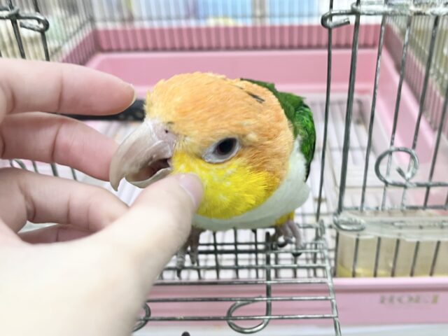 シロハラインコ