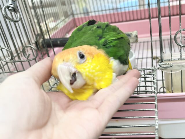 シロハラインコ