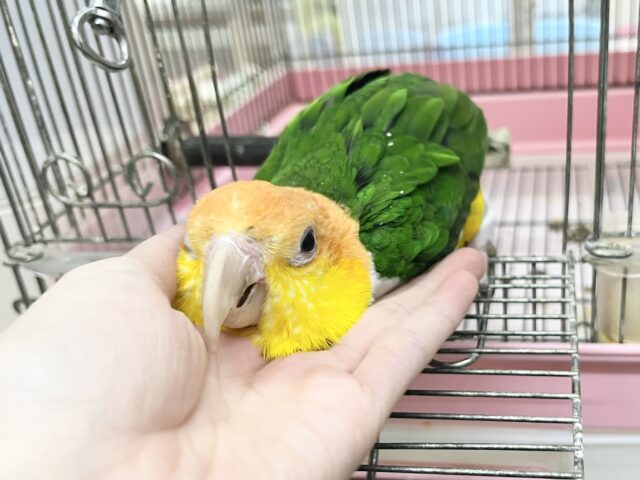 シロハラインコ