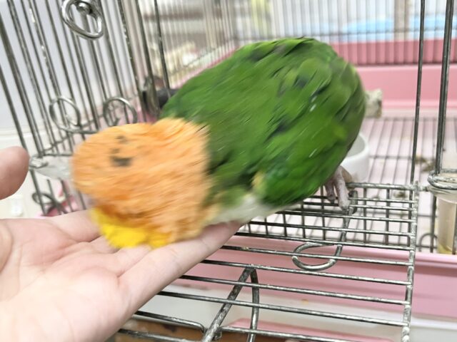 シロハラインコ