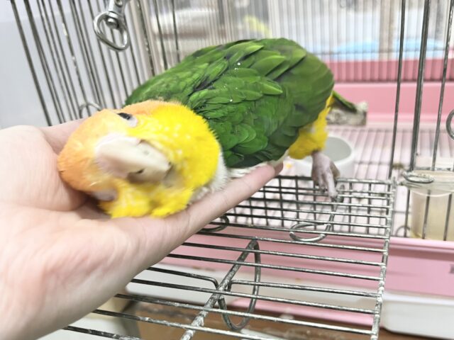 シロハラインコ