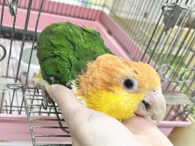 シロハラインコ
