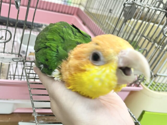 シロハラインコ