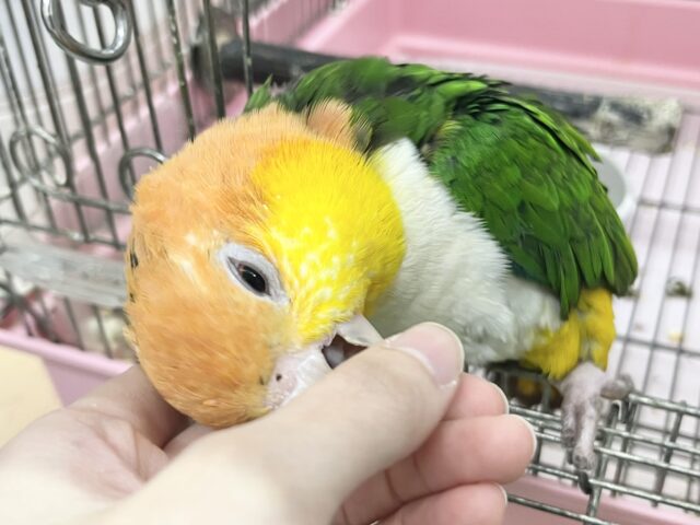 シロハラインコ