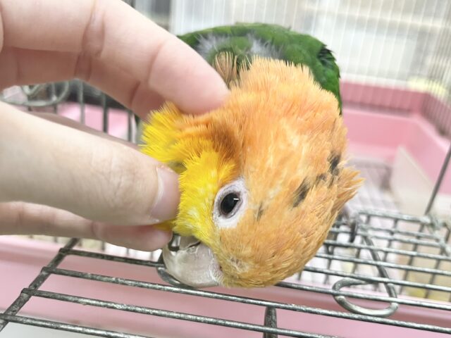 シロハラインコ