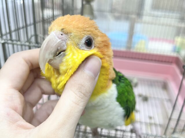 シロハラインコ
