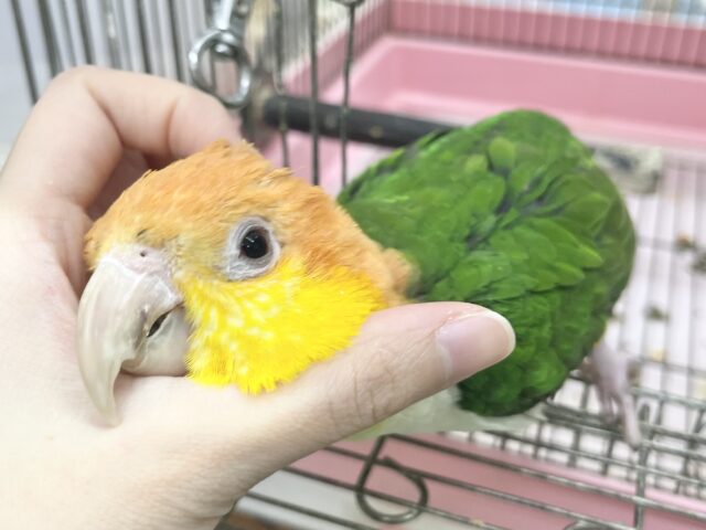 シロハラインコ