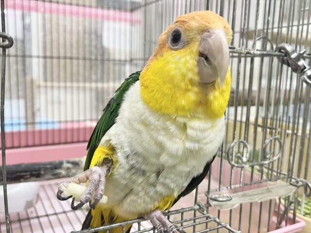 シロハラインコ