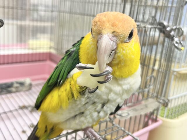 シロハラインコ