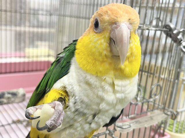 シロハラインコ