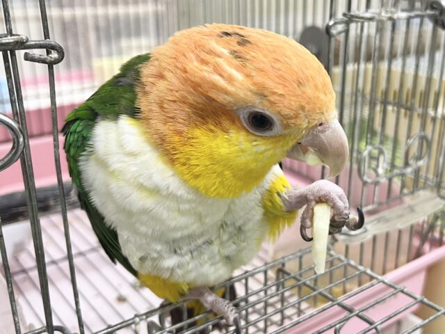 シロハラインコ