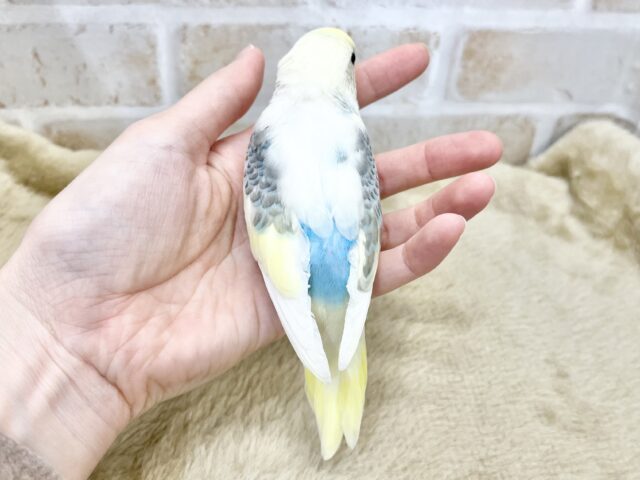 ウロコ模様がオシャレさん🐟🎶 セキセイインコ(パステルレインボーパイド) セキセイインコ