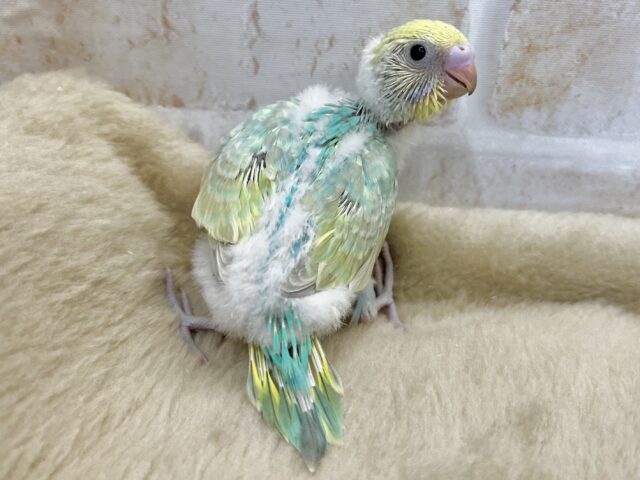 セキセイインコ