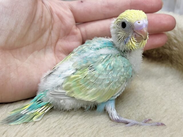 セキセイインコ
