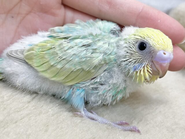 セキセイインコ