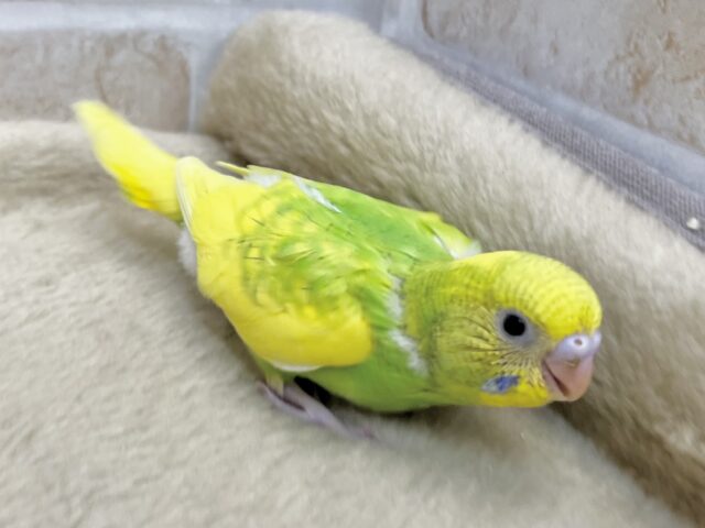 セキセイインコ