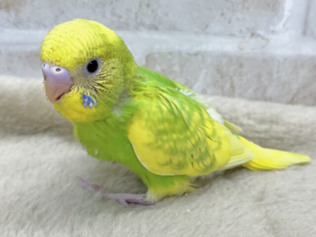 セキセイインコ