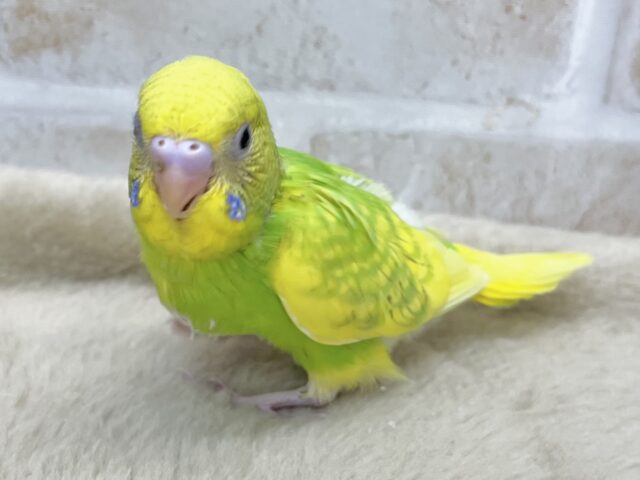 セキセイインコ