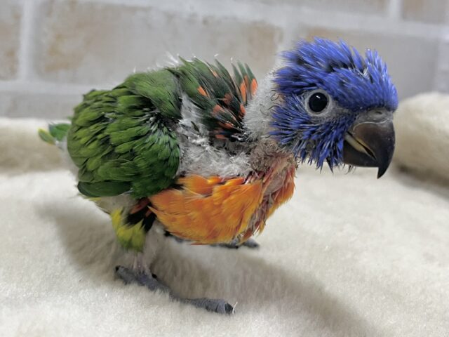 ゴシキセイガイインコ