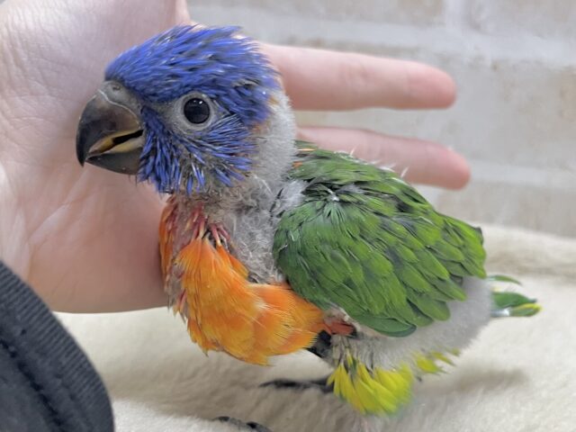 ゴシキセイガイインコ