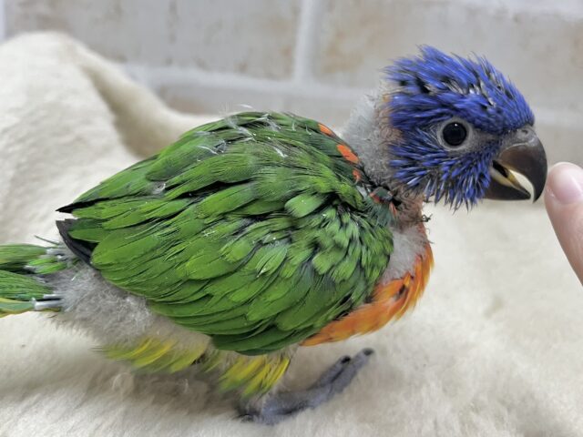 ゴシキセイガイインコ