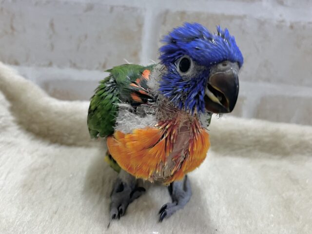 ゴシキセイガイインコ
