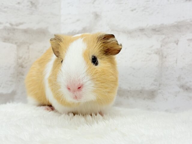 イングリッシュモルモット