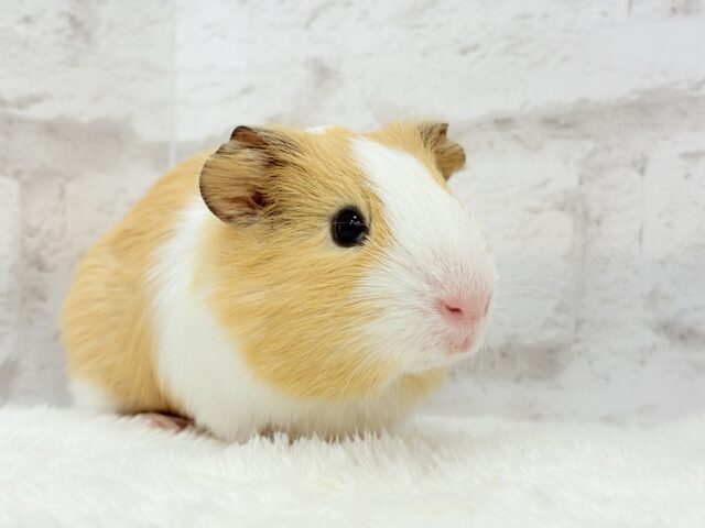 イングリッシュモルモット