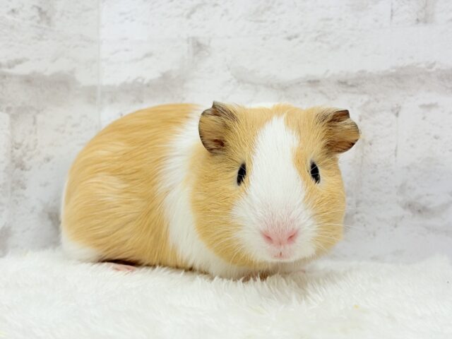 イングリッシュモルモット