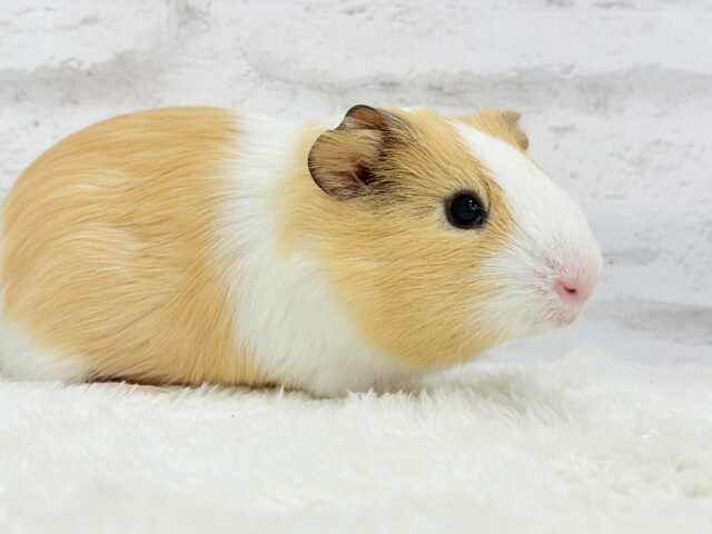 イングリッシュモルモット